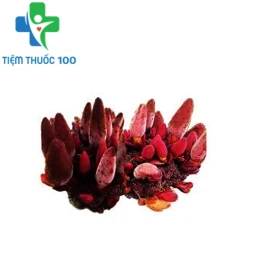 Nấm ngọc cẩu tỏa dương - Hỗ trợ tăng cường sinh lý nam giới